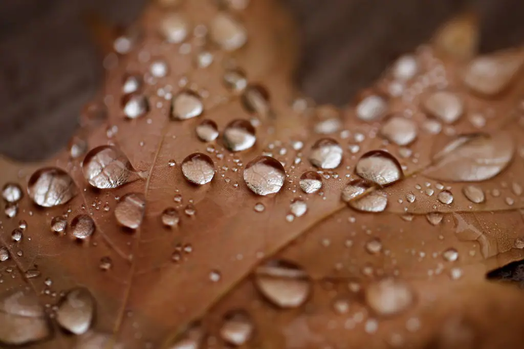 Examples of Autumn for Corel, in Ottawa Region October 9, 2014. Photo by Blair Gable