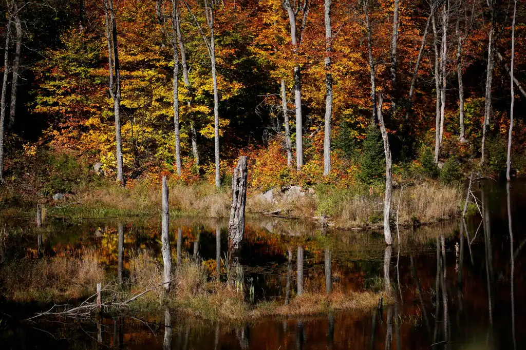 Autumn colours at the Champlain Lookout in Gatineau Park in Chelsea, Quebec October 12, 2014. Photo by Blair Gable